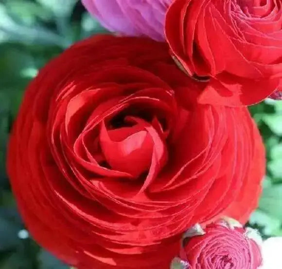 Ranunculus-Mache Rose (PEL Seeds) Persian Buttercups - Caribbean garden seed