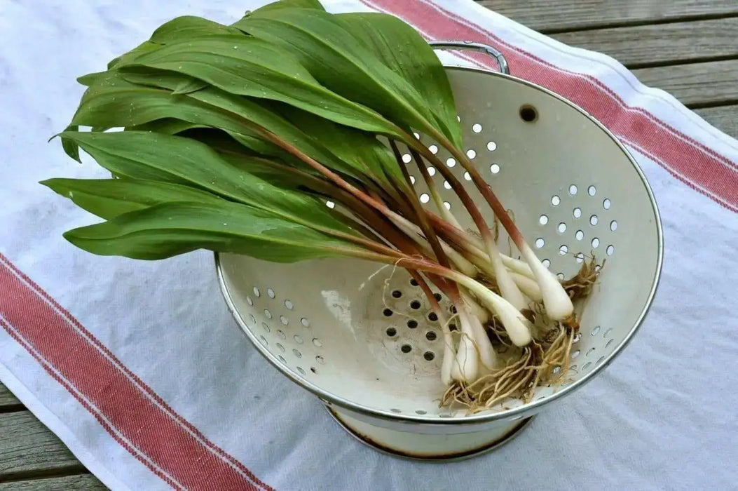 Ramp seeds ,Wild Leek Seeds (Allium tricoccum) best tasting  onion - Caribbean garden seed