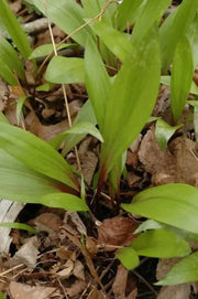 Ramp seeds ,Wild Leek Seeds (Allium tricoccum) best tasting  onion - Caribbean garden seed