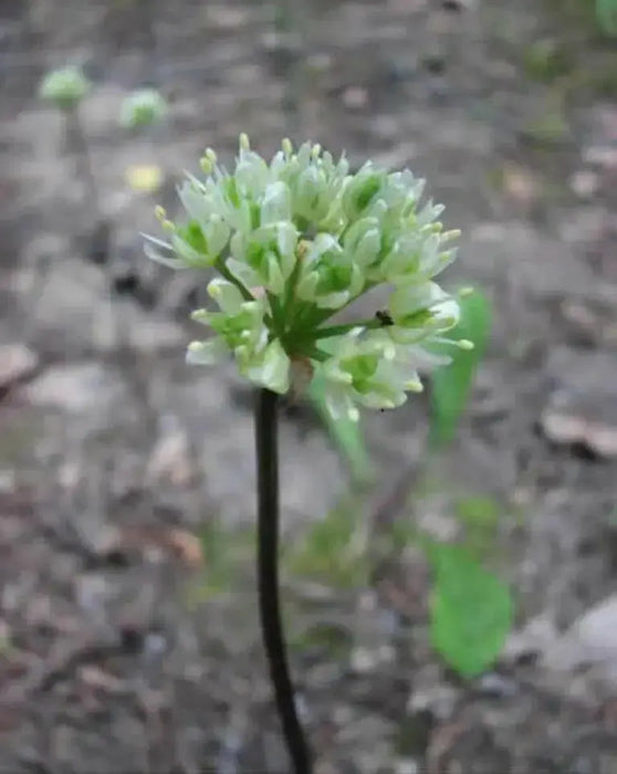 Ramp seeds ,Wild Leek Seeds (Allium tricoccum) best tasting  onion - Caribbean garden seed