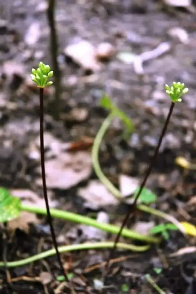 Ramp seeds ,Wild Leek Seeds (Allium tricoccum) best tasting  onion - Caribbean garden seed