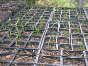 Ramp seeds ,Wild Leek Seeds (Allium tricoccum) best tasting  onion - Caribbean garden seed