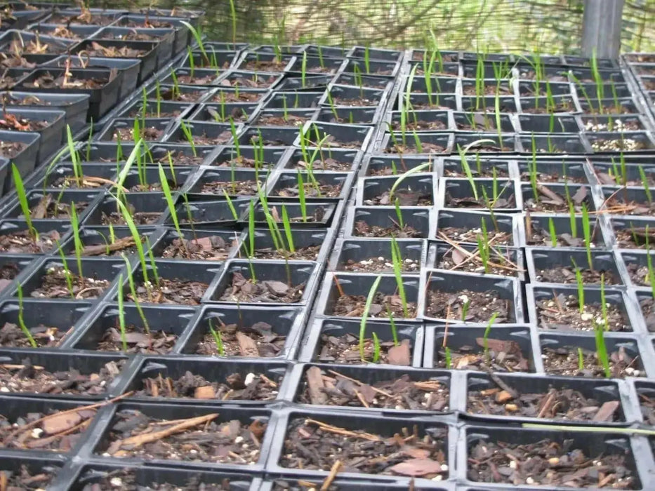 Ramp seeds ,Wild Leek Seeds (Allium tricoccum) best tasting  onion - Caribbean garden seed