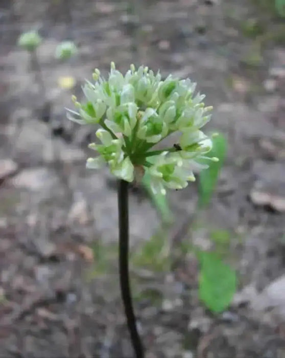 Ramp seeds ,Wild Leek Seeds (Allium tricoccum) best tasting  onion - Caribbean garden seed