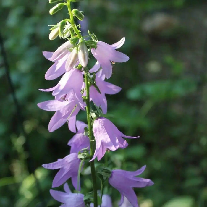 Rampion  Seeds (Campanula rapunculus)  Perennial, ORGANIC ,Herb, Vegetable - Caribbean garden seed