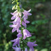 Rampion  Seeds (Campanula rapunculus)  Perennial, ORGANIC ,Herb, Vegetable - Caribbean garden seed
