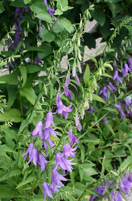 Rampion  Seeds (Campanula rapunculus)  Perennial, ORGANIC ,Herb, Vegetable - Caribbean garden seed