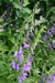 Rampion  Seeds (Campanula rapunculus)  Perennial, ORGANIC ,Herb, Vegetable - Caribbean garden seed