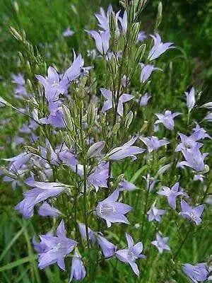 Rampion  Seeds (Campanula rapunculus)  Perennial, ORGANIC ,Herb, Vegetable - Caribbean garden seed