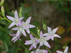 Rampion  Seeds (Campanula rapunculus)  Perennial, ORGANIC ,Herb, Vegetable - Caribbean garden seed