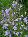 Rampion  Seeds (Campanula rapunculus)  Perennial, ORGANIC ,Herb, Vegetable - Caribbean garden seed