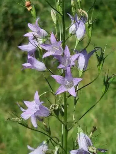 Rampion  Seeds (Campanula rapunculus)  Perennial, ORGANIC ,Herb, Vegetable - Caribbean garden seed