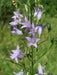 Rampion  Seeds (Campanula rapunculus)  Perennial, ORGANIC ,Herb, Vegetable - Caribbean garden seed