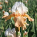 RE-BLOOMING BEARDED IRIS - INVITATION, Perennial Bareroot Plant - Caribbean garden seed