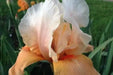 RE-BLOOMING BEARDED IRIS - INVITATION, Perennial Bareroot Plant - Caribbean garden seed