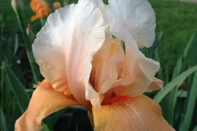 RE-BLOOMING BEARDED IRIS - INVITATION, Perennial Bareroot Plant - Caribbean garden seed