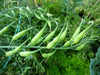 Rat's Tail Radish Seeds - Asian Vegetable - Caribbean garden seed