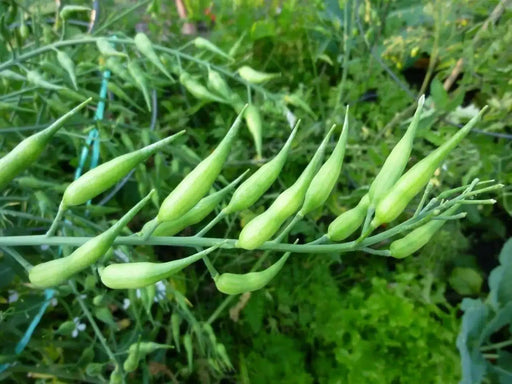 Rat's Tail Radish Seeds - Asian Vegetable - Caribbean garden seed