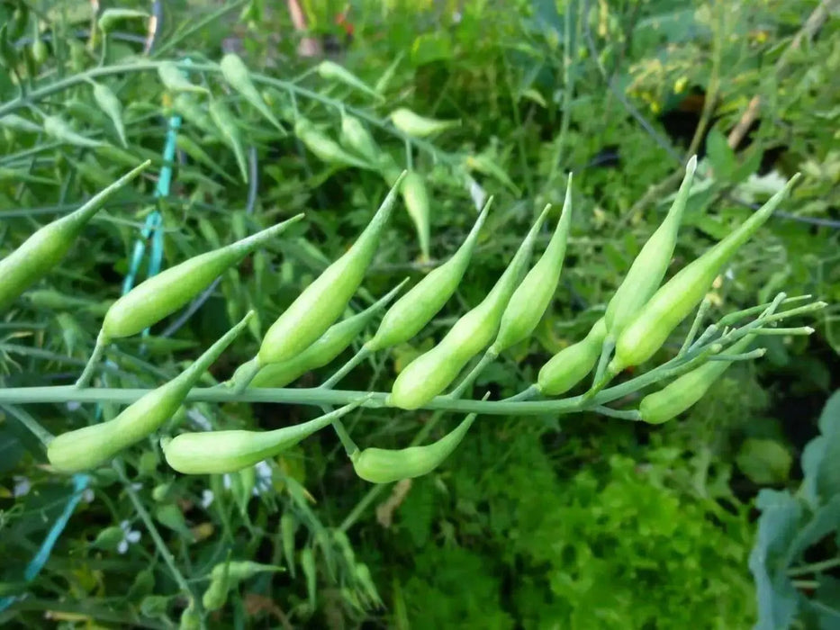 Rat's Tail Radish Seeds - Asian Vegetable - Caribbean garden seed