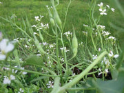 Rat's Tail Radish Seeds - Asian Vegetable - Caribbean garden seed