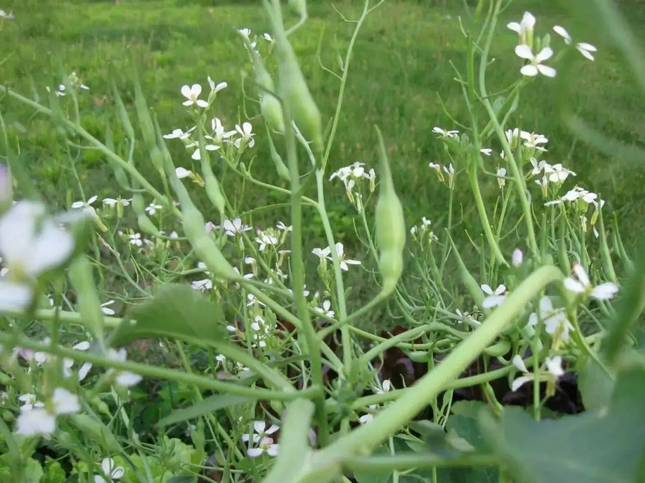 Rat's Tail Radish Seeds - Asian Vegetable - Caribbean garden seed