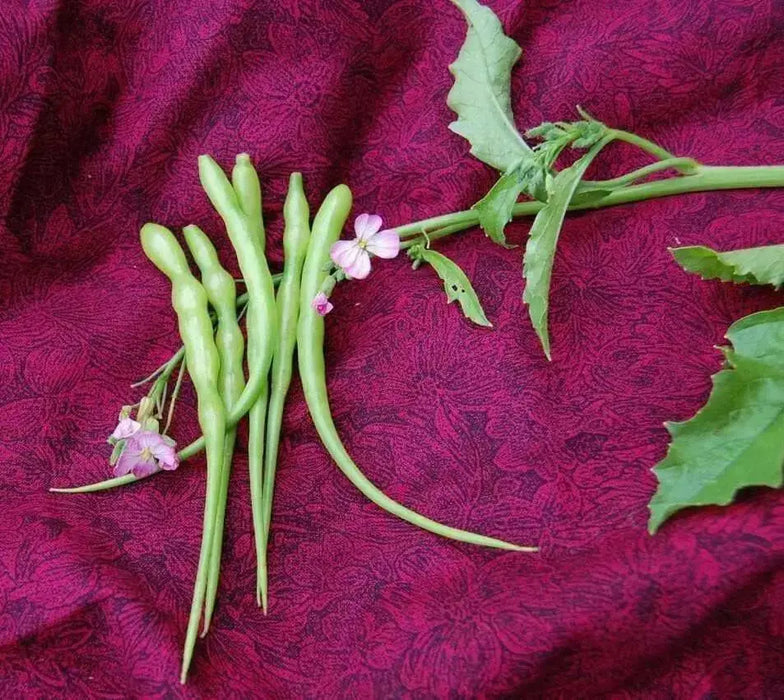 Rat's Tail Radish Seeds - Asian Vegetable - Caribbean garden seed