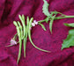 Rat's Tail Radish Seeds - Asian Vegetable - Caribbean garden seed