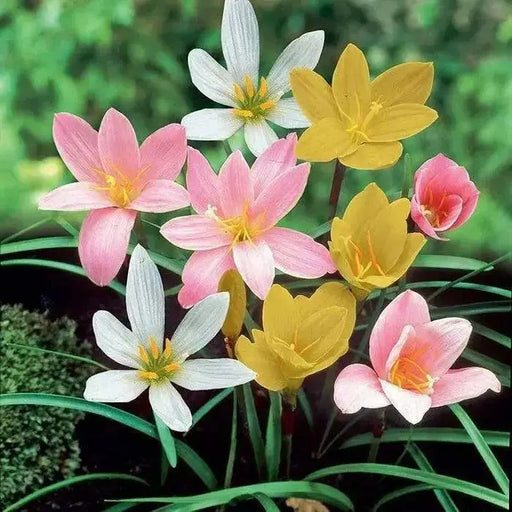 Rain Lily Mixed (Bulbs) Zephyranthes- Pink ,yellow and white Bloom. - Caribbean garden seed