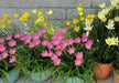 Rain Lily Mixed (Bulbs) Zephyranthes- Pink ,yellow and white Bloom. - Caribbean garden seed