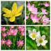 Rain Lily Mixed (Bulbs) Zephyranthes- Pink ,yellow and white Bloom. - Caribbean garden seed