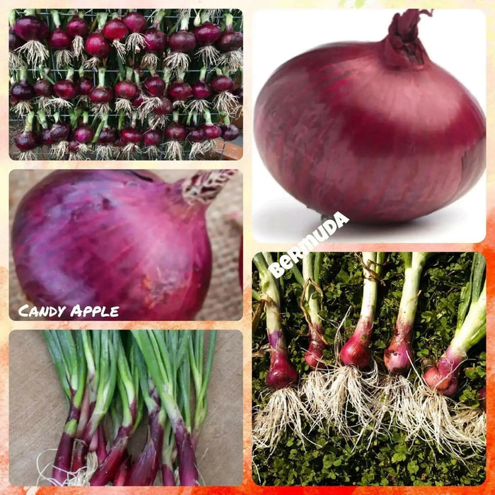 Red Beauties Onion Plant, ANNUAL VEGETABLE - Caribbean garden seed