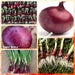 Red Beauties Onion Plant, ANNUAL VEGETABLE - Caribbean garden seed