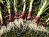 Red  Onion Plants-AKA,Red Sweet - Caribbean garden seed