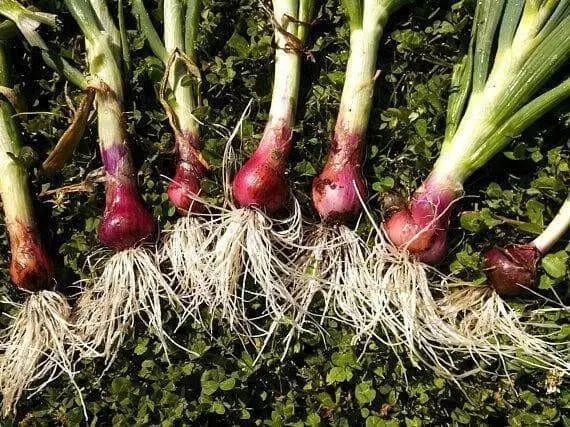 Red  Onion Plants-AKA,Red Sweet - Caribbean garden seed