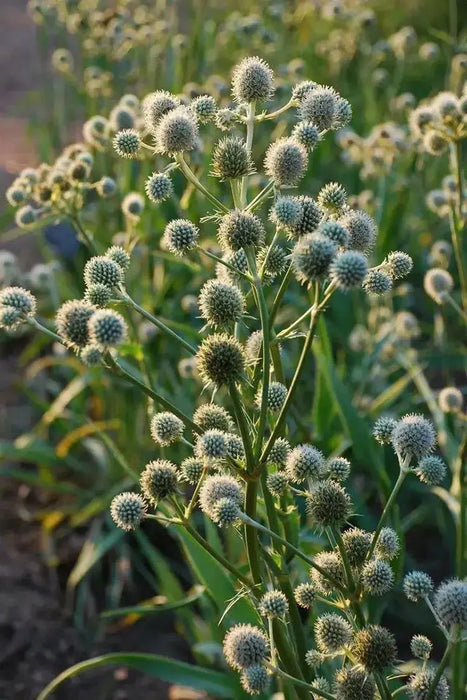 Rattlesnake Master flowers seed, perennial - Caribbean garden seed