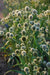 Rattlesnake Master flowers seed, perennial - Caribbean garden seed