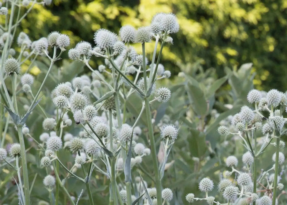 Rattlesnake Master flowers seed, perennial - Caribbean garden seed