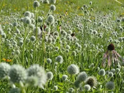 Rattlesnake Master flowers seed, perennial - Caribbean garden seed