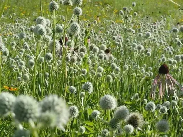 Rattlesnake Master flowers seed, perennial - Caribbean garden seed