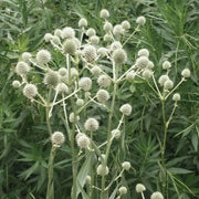 Rattlesnake Master flowers seed, perennial - Caribbean garden seed