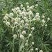 Rattlesnake Master flowers seed, perennial - Caribbean garden seed