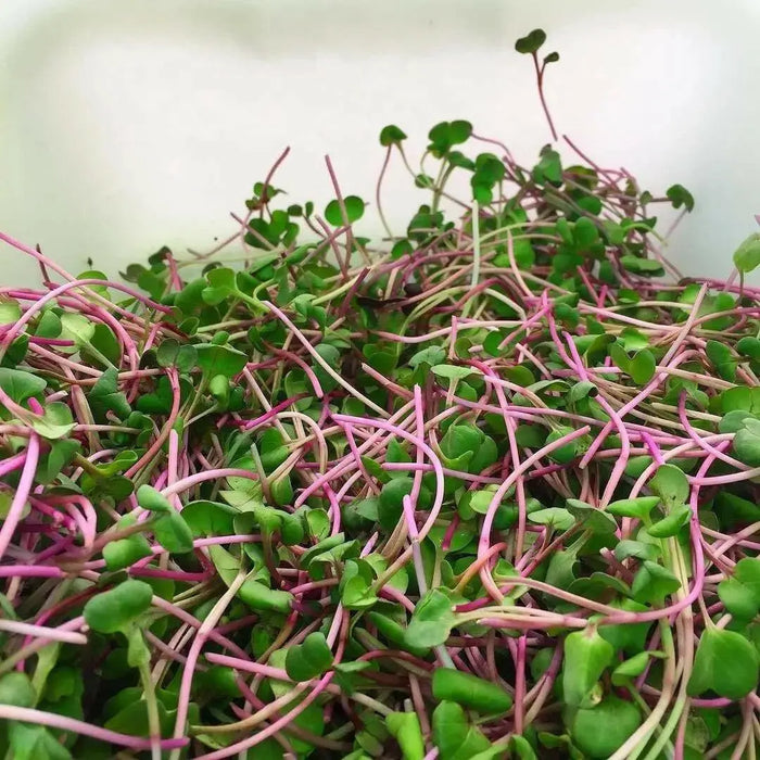 Radish Sprouting Seeds "Hong Vit " Grow Year round, Asian Vegetable - Caribbean garden seed