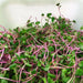 Radish Sprouting Seeds "Hong Vit " Grow Year round, Asian Vegetable - Caribbean garden seed
