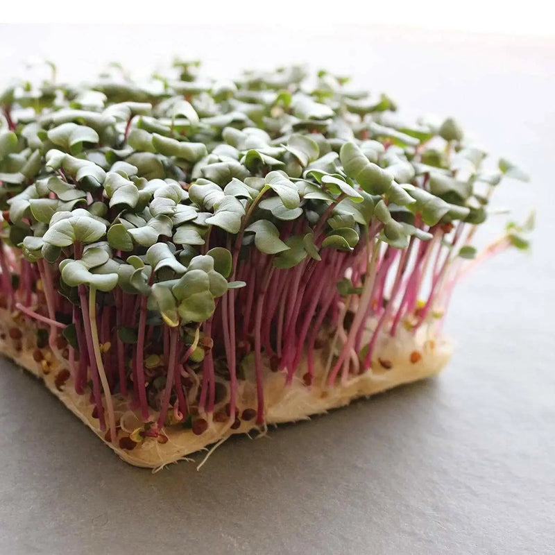 Radish Sprouting Seeds "Hong Vit " Grow Year round, Asian Vegetable - Caribbean garden seed