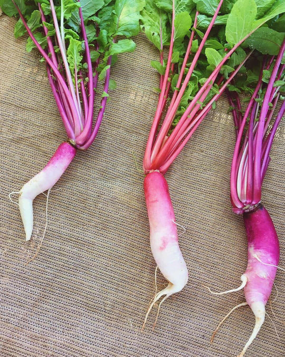 Radish Sprouting Seeds "Hong Vit " Grow Year round, Asian Vegetable - Caribbean garden seed