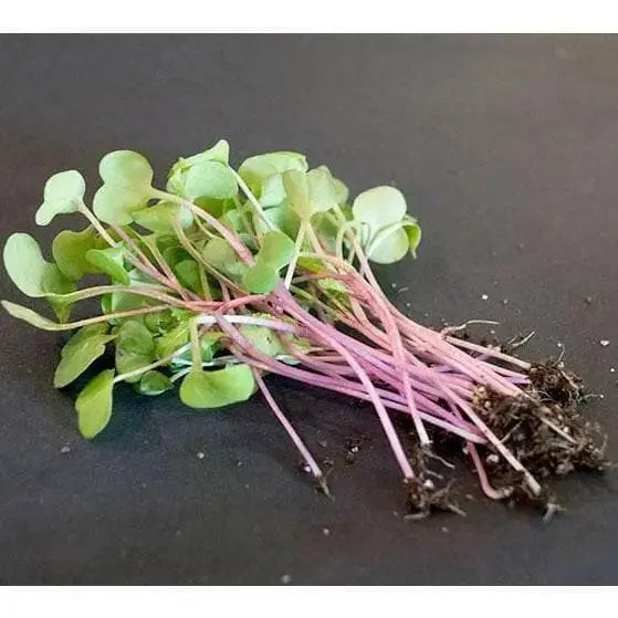 Radish Sprouting Seeds "Hong Vit " Grow Year round, Asian Vegetable - Caribbean garden seed