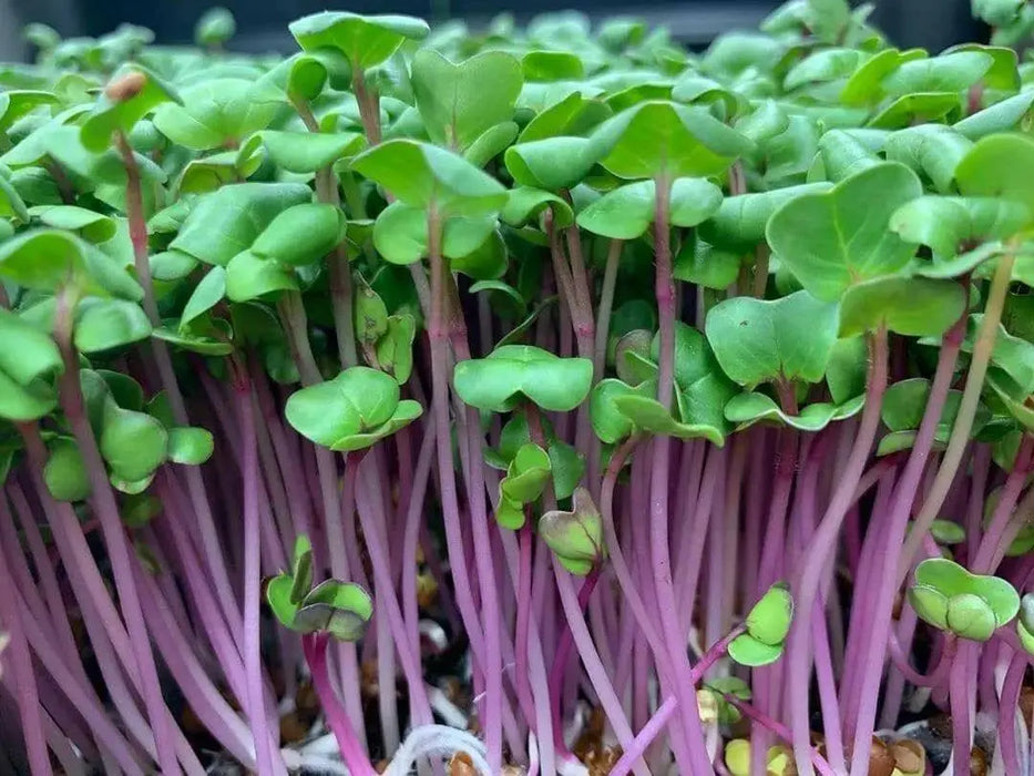 Radish Sprouting Seeds "Hong Vit " Grow Year round, Asian Vegetable - Caribbean garden seed