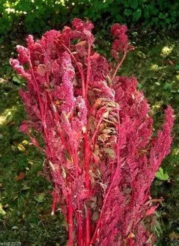 Red Aztec Spinach/Huauzontle -(C. berlandieri) Grown for Grains,Micro-green,Leaf - Caribbean garden seed