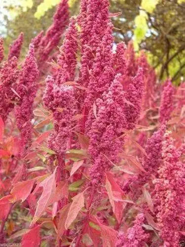 Red Aztec Spinach/Huauzontle -(C. berlandieri) Grown for Grains,Micro-green,Leaf - Caribbean garden seed