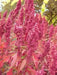 Red Aztec Spinach/Huauzontle -(C. berlandieri) Grown for Grains,Micro-green,Leaf - Caribbean garden seed